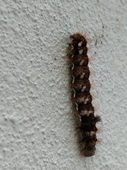 Acronicta rumicis