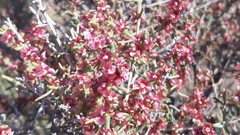 Salsola oppositifolia
