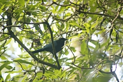 Cyanocorax melanocyaneus