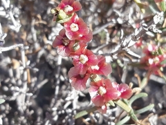 Salsola oppositifolia