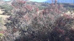 Salsola oppositifolia