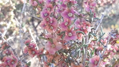 Salsola oppositifolia
