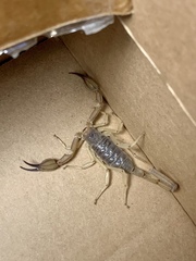 Smeringurus vachoni