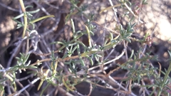 Salsola oppositifolia