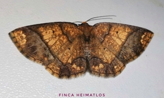 Melinodes cuprina