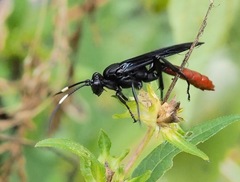 Protichneumon