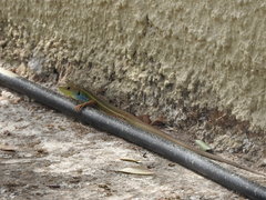 Lacerta diplochondrodes cariensis