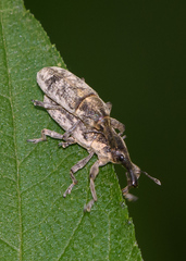 Lixus scrobicollis