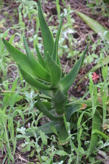 Aloiampelos commixta