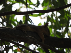 Sciurus anomalus