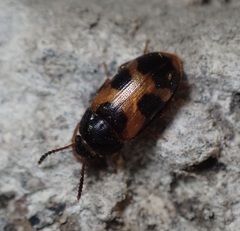 Mycetophagus punctatus