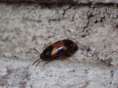 Mycetophagus punctatus