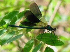 Calopteryx splendens