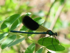 Calopteryx splendens