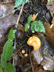 Lactarius subflammeus