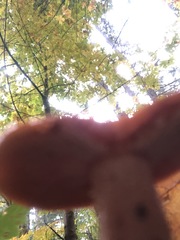 Lactarius subflammeus