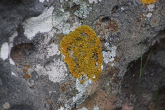 Dufourea