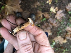 Lactarius subflammeus