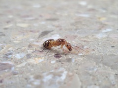 Camponotus conspicuus