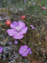 Agalinis peduncularis