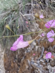 Agalinis peduncularis