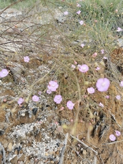 Agalinis peduncularis