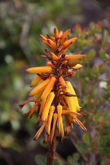 Aloiampelos commixta