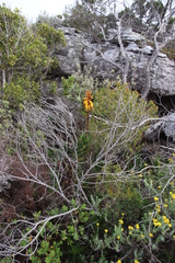 Aloiampelos commixta