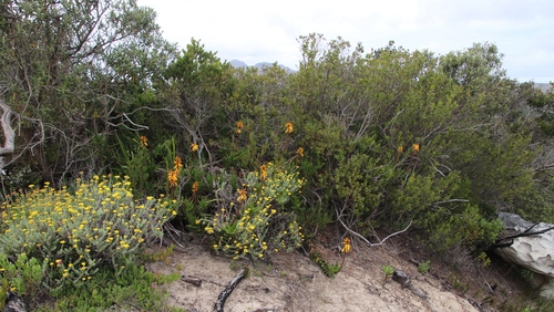 Image of Peninsula Rambling Aloe (Aloiampelos commixta) by (c) Tony Rebelo, some rights reserved (CC BY-SA)