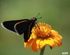 Mysoria affinis