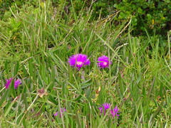 Carpobrotus deliciosus