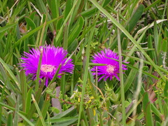 Carpobrotus deliciosus