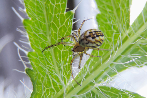 Cricket-bat Orbweaver