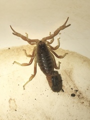 Parabuthus maximus