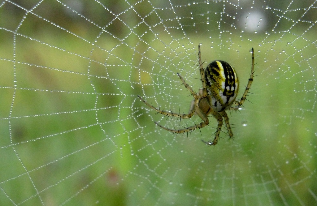 Cricket-bat Orbweaver, photo 1 of 7