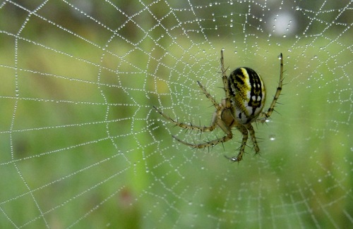 Cricket-bat Orbweaver