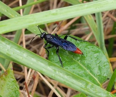 Protichneumon