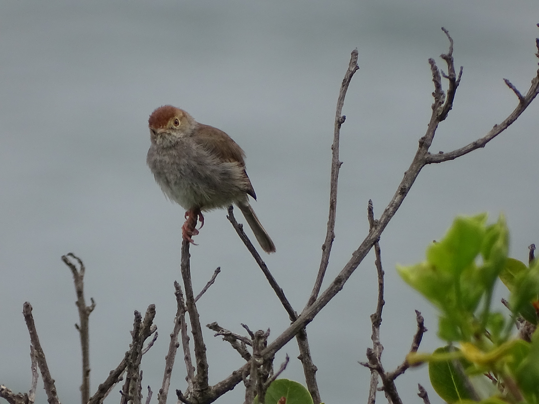 Piping Cisticola (Cisticola fulvicapilla)