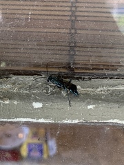 Chalybion zimmermanni