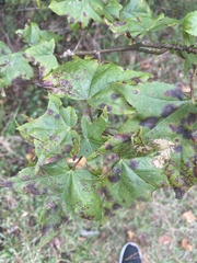 Liquidambar styraciflua