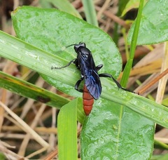 Protichneumon