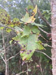Liquidambar styraciflua