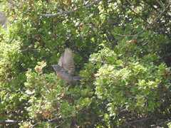 Curruca cantillans albistriata