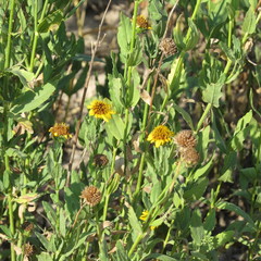 Helianthus laciniatus
