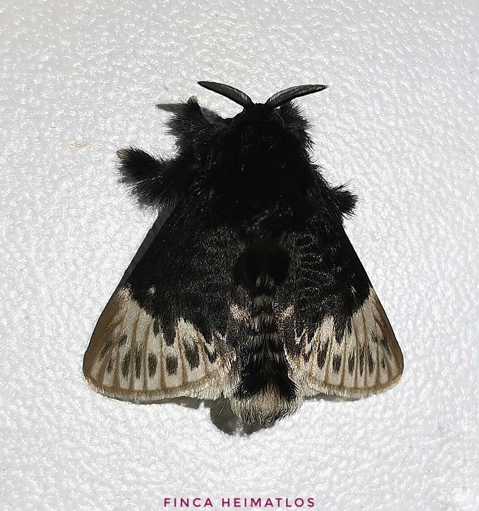 Podalia thanatos