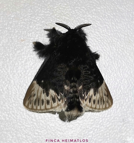 Podalia thanatos