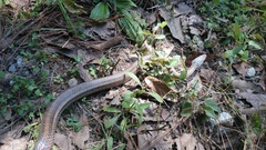 Pantherophis bairdi