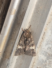 Polymixis serpentina