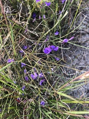 Amphithalea biovulata