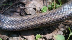 Pantherophis bairdi